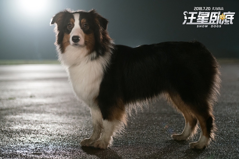 汪星卧底 合家欢电影 暑期档_一人一狗的动作片视频_汪星卧底 犬界101 预告片